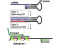 miRNA实时定量PCR