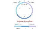 环状RNA实时定量PCR