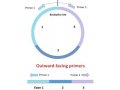 环状RNA定量PCR