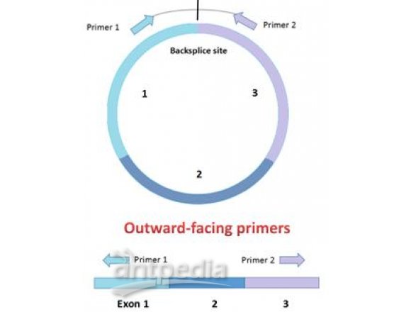 环状RNA PCR