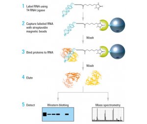 RNA pulldown