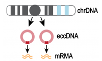 环状DNA测序（ecc DNA测序）