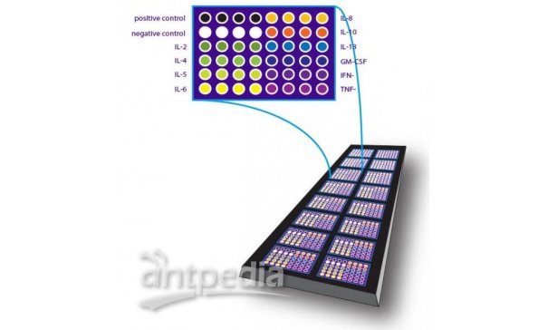 细胞因子定量检测抗体芯片技术服务