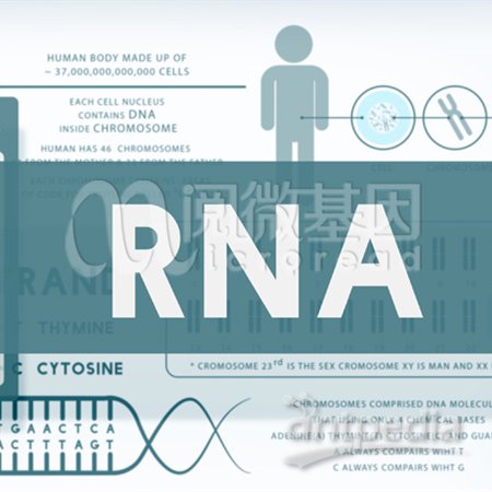 <em>MicroRNA</em>（<em>miRNA</em>）表达<em>检测</em>服务