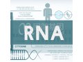 MicroRNA（miRNA）表达检测服务