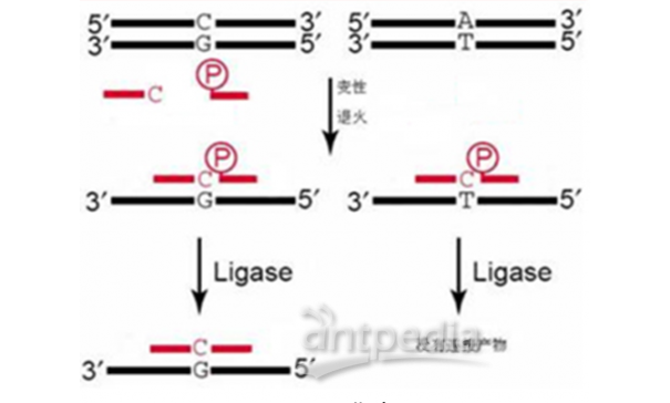 高质量PCR-LDR SNP分型检测技术