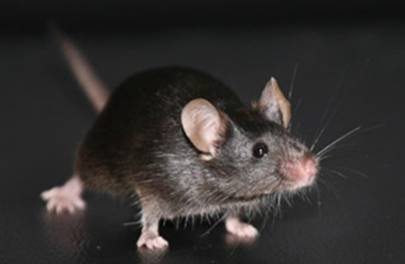 实验小鼠遗传质量<em>快速</em>检测服务