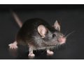 实验小鼠遗传质量快速检测服务