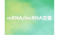 mRNA/lncRNA定量