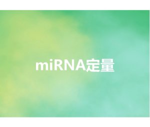 miRNA定量