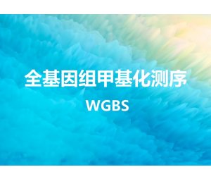 全基因组甲基化测序(WGBS) 
