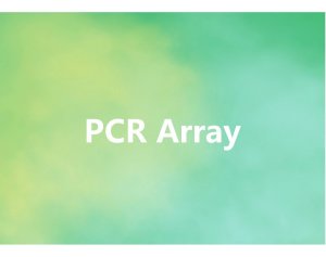 PCR ArrayPCR/定量PCR 应用于分子生物学
