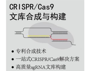 泓迅CRISPR-Cas9文库构建