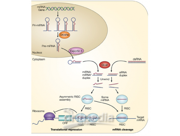 MicroRNA整体研究方案-研究方案的设计