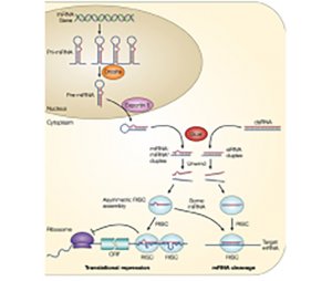 MicroRNA研究方案-研究方案设计案例范文