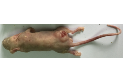 肿瘤相关动物实验-肿瘤实验动物模型