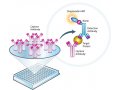 酶联免疫反应(ELISA)-酶联免疫试剂盒