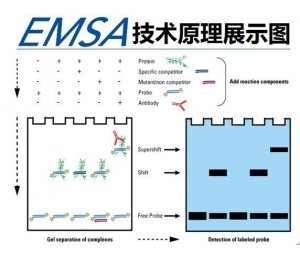 凝胶迁移或电泳迁移率实验EMSA-迁移凝胶实验结果解读