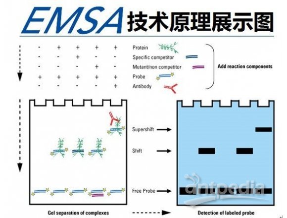 凝胶迁移或电泳迁移率实验EMSA-迁移凝胶实验结果解读