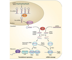 MicroRNA整体研究方案-研究实施方案