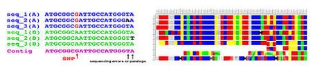 单核苷酸多态SNP<em>分析研究</em>-单核苷酸多态性分析