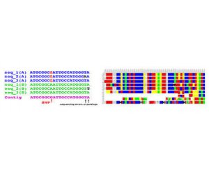 单核苷酸多态SNP分析研究-单核苷酸多态性分析