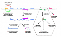 lncRNA整体研究方案-制定研究方案