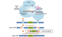 CRISPR/Cas9基因敲除-基因敲除技术