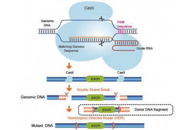 CRISPR/Cas9基因敲除-基因敲除技术