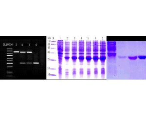 蛋白质表达和功能实验-蛋白质的功能性质实验报告