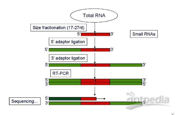 小RNA测序及信息分析