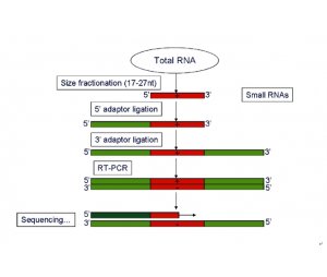 小RNA测序及信息分析