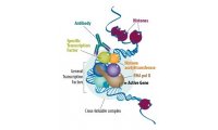 ChIP-染色质免疫共沉淀技术