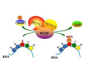 m6A RNA甲基化