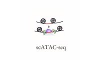 10×Genomics单细胞ATAC技术服务scATAC-seq