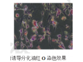 间充质干细胞（MSC）成脂诱导分化图