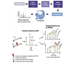 蛋白二硫键鉴定和定量分析