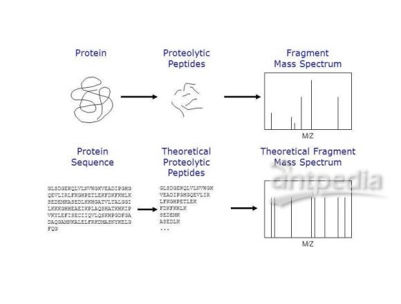 蛋白质肽谱图测定