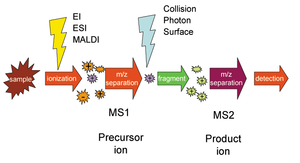 靶向蛋白定量MRM