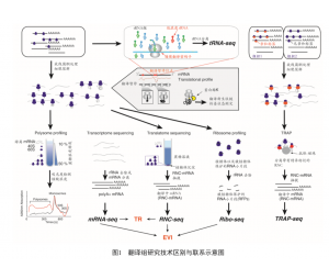 翻译组Ribo-seq+RNC-seq+转录组测序（mRNA-seq）组合套餐