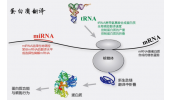 翻译组RNC-seq+转录组（mRNA-seq）组合套餐