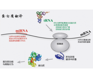 翻译组RNC-seq+转录组（mRNA-seq）组合套餐