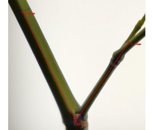 万深SC-K1型自动原位活体植物分枝角测量仪