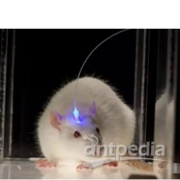 光<em>遗传学</em>研究系统，大鼠光遗传