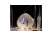 光遗传学研究系统，大鼠光遗传