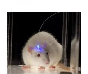 光遗传学研究系统，大鼠光遗传