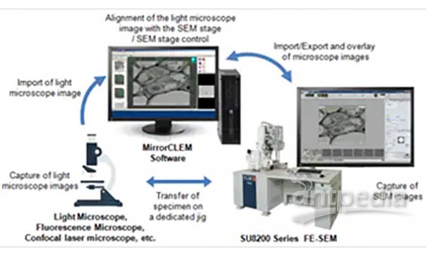 光-电联用显微镜法（CLEM）系统 MirrorCLEM