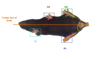 GaitScan动物（大小鼠）步态分析系统 