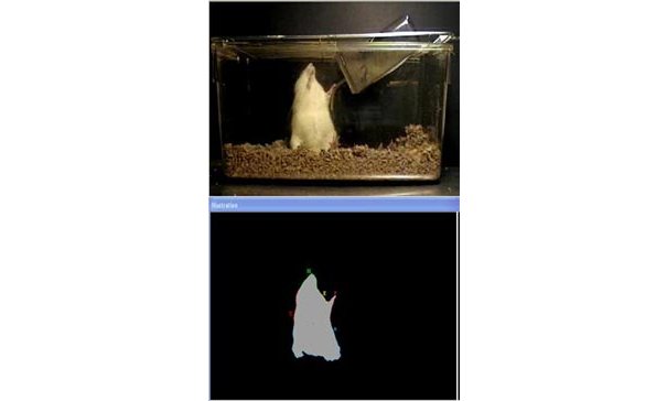 SeizureScan动物（大小鼠）癫痫行为分析系统
