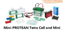 <em>美国</em><em>伯乐</em>Mini-PROTEAN Tetra Cell and Mini Trans-Blot Module小型垂直槽及转印系统（165-8029<em>现货</em>
